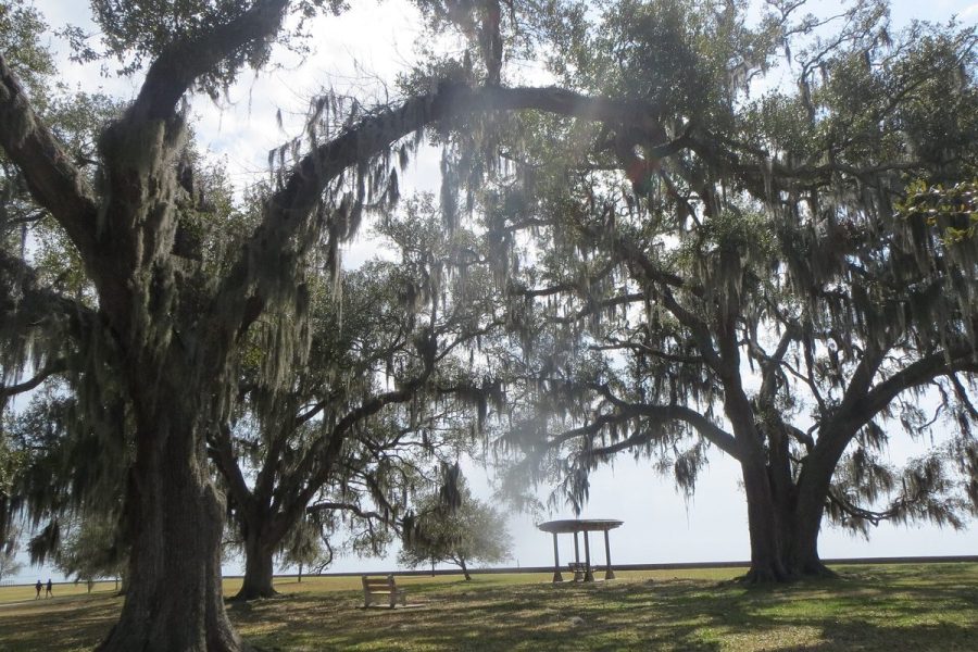 Live oaks hung with Spanish moss along the Lake Pontchartrain lakefront at Mandeville
